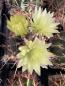 Preview: Hamatocactus hamatacanthus